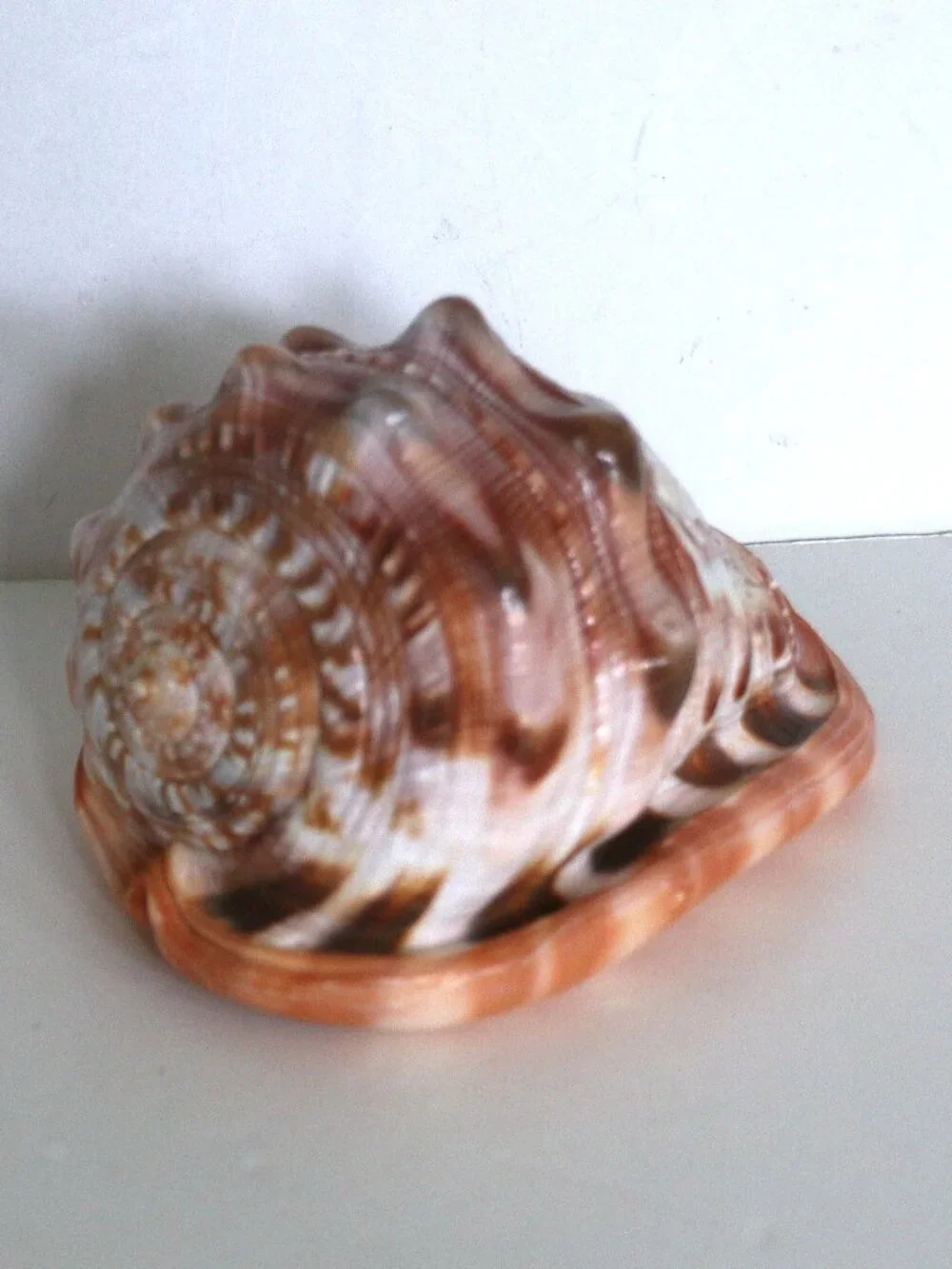 Conch Cameo with hand carved Lady - Picture 3 of 7